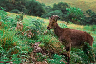 Munnar tea plantations