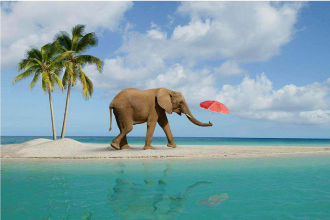 elephant beach